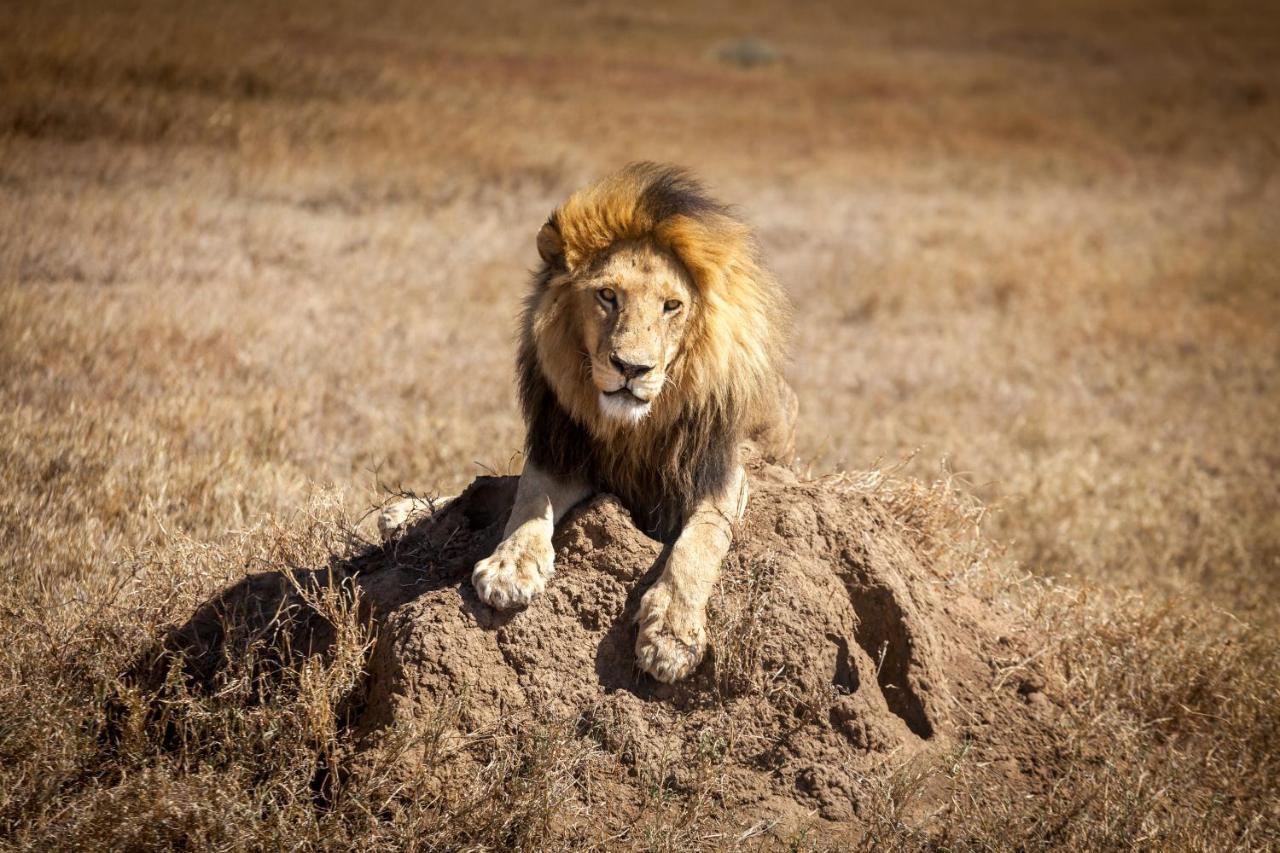 Mawe Tented Camp Serengeti Eksteriør billede